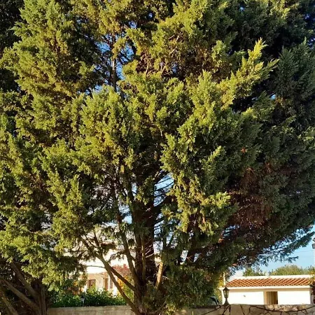 Ferienhaus Casa Joaquina Carvoeiro (Lagoa)